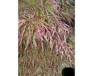 Acer palmatum ssp amoenum 'Hana Matoî'