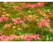 Acer palmatum