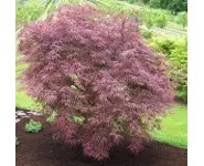 Acer palmatum 'Atrolineare'