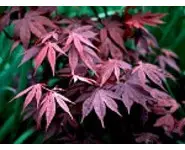 Acer palmatum 'Bloodgood'