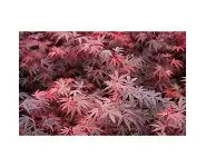 Acer palmatum 'Brand's Dwarf'