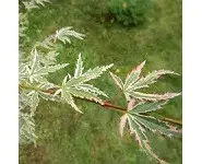 Acer palmatum 'Butterflies'
