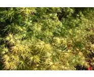 Acer palmatum 'Crispii'