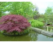 Acer palmatum 'Dissectum Garnett'