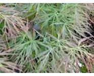 Acer palmatum 'Dissectum Rubrifolium'