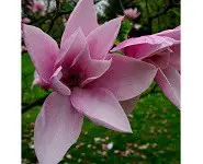 Magnolia 'Star Wars'